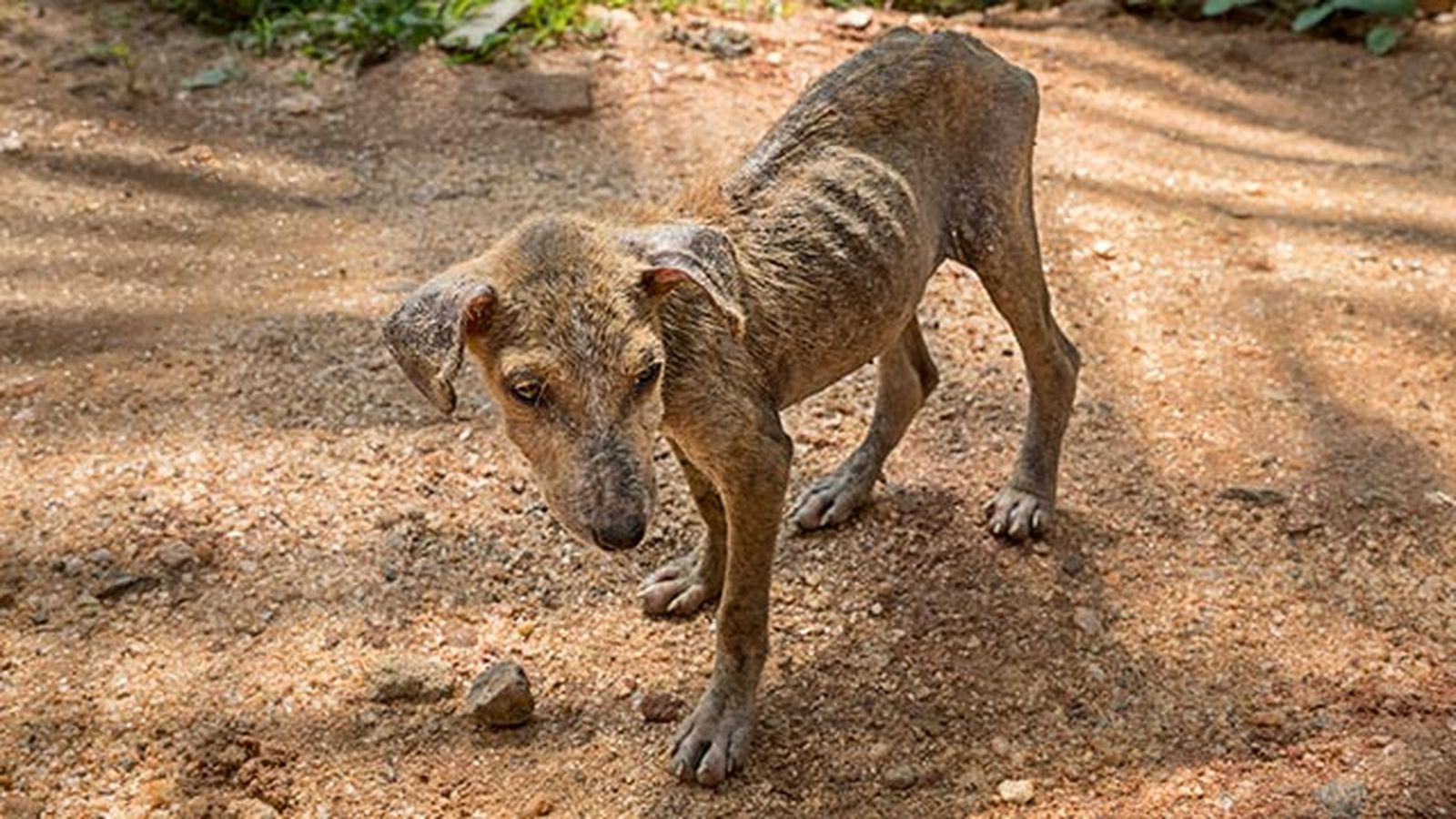 desparasitar mascota mensualmente 3 perro delgado desparasitar mascota mensualmente 3 perro delgado