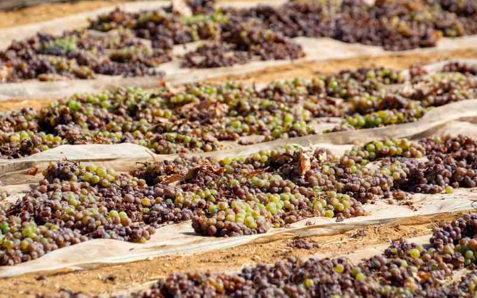 Se cultiva principalmente en el sur de España Se cultiva principalmente en el sur de España