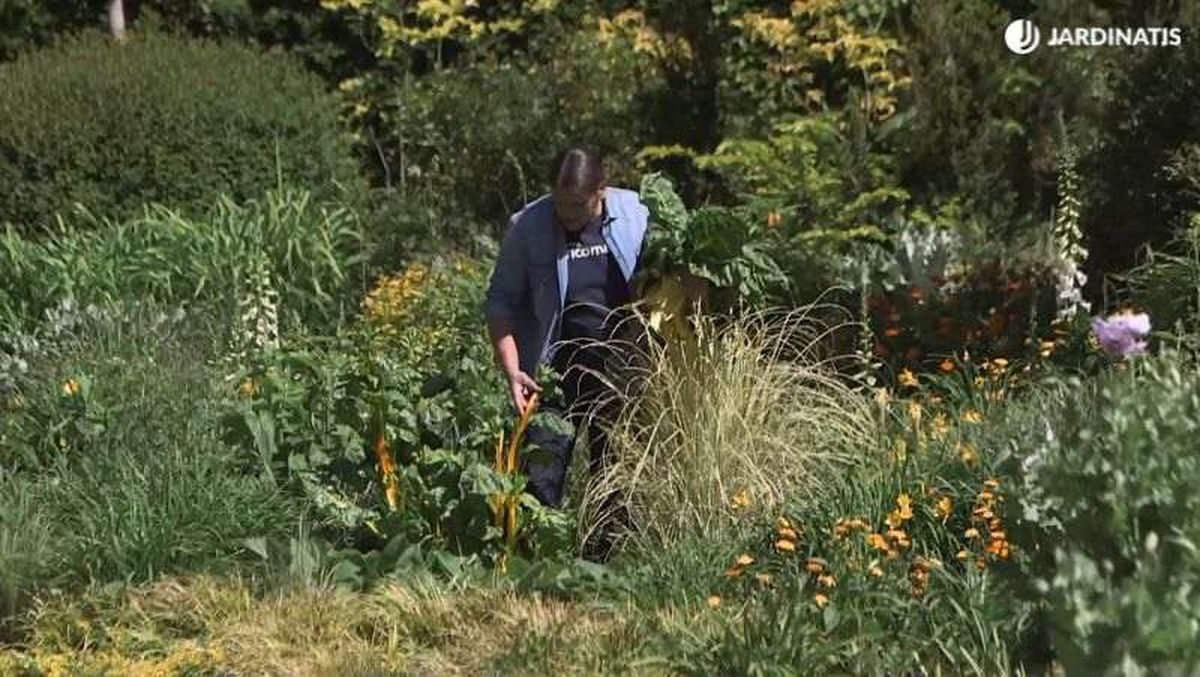 Cosecha de acelgas de colores