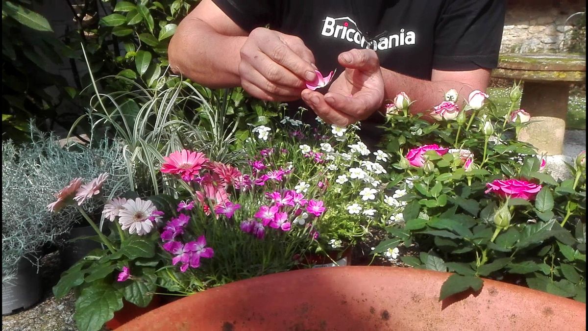 flores comestibles rosa