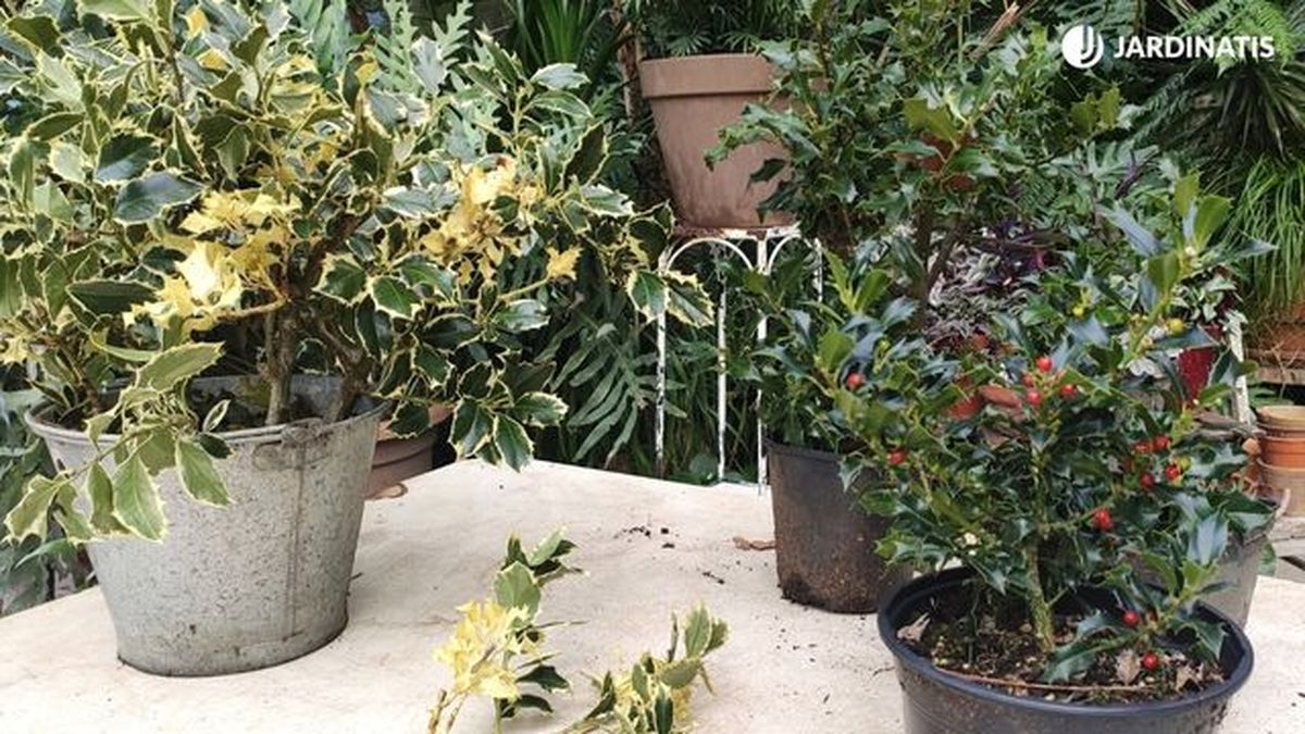 variedades de acebo jardinatis 23 30