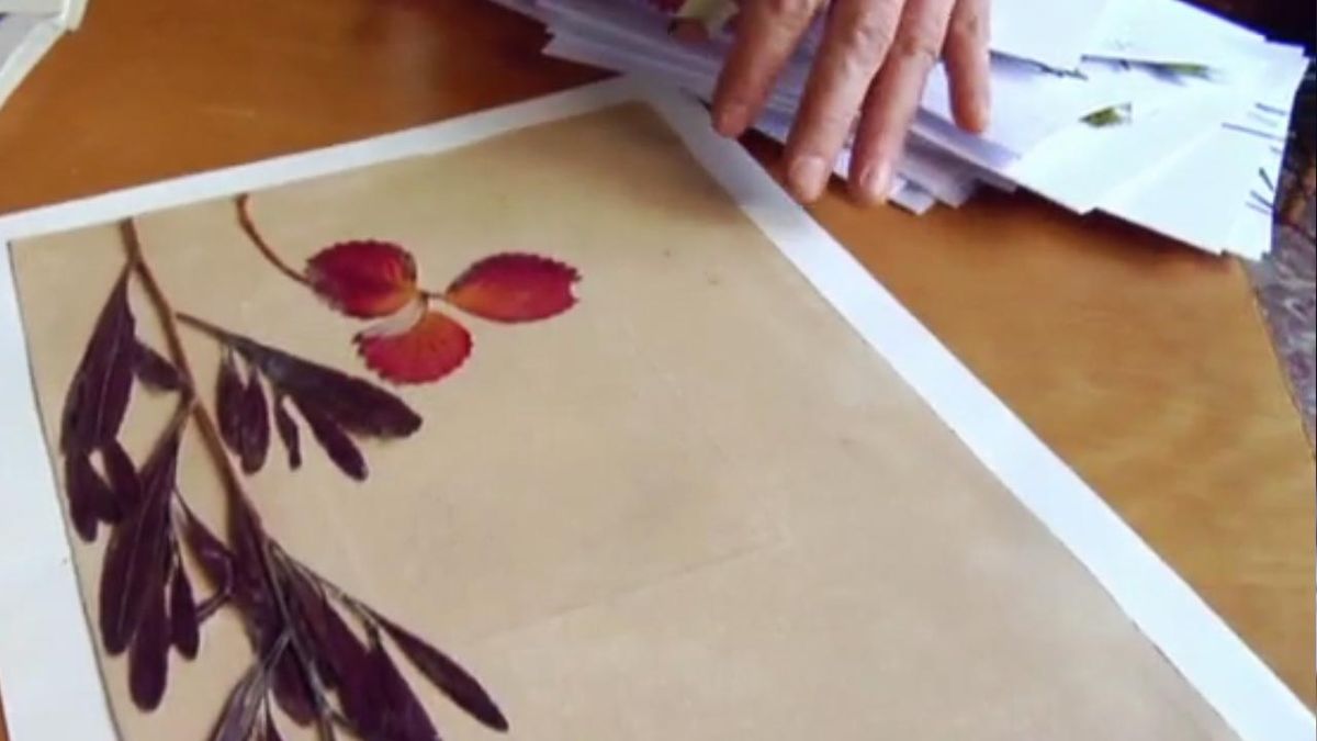 brico jardin 825 collage vegetal con hojas secas 5