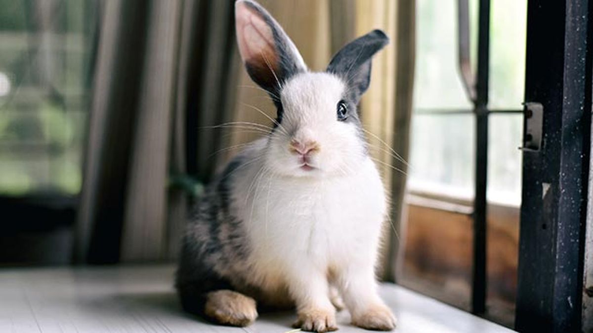 cuidados consejos conejos conejo3
