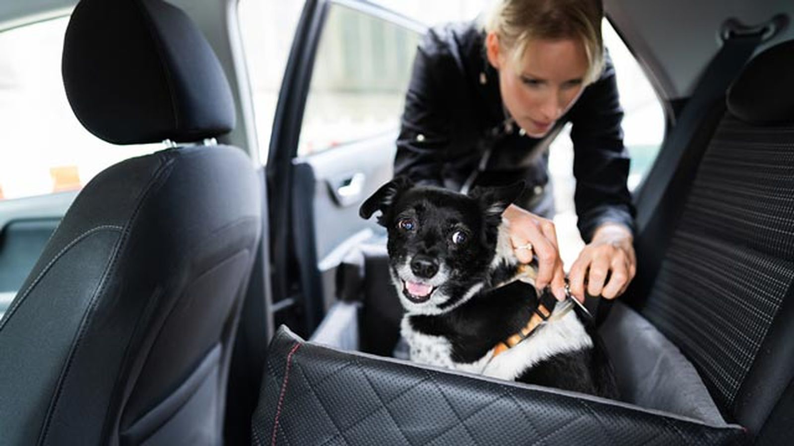 con quien se queda el perro gato en caso de divorcio espana con quien se queda el perro gato en caso de divorcio espana