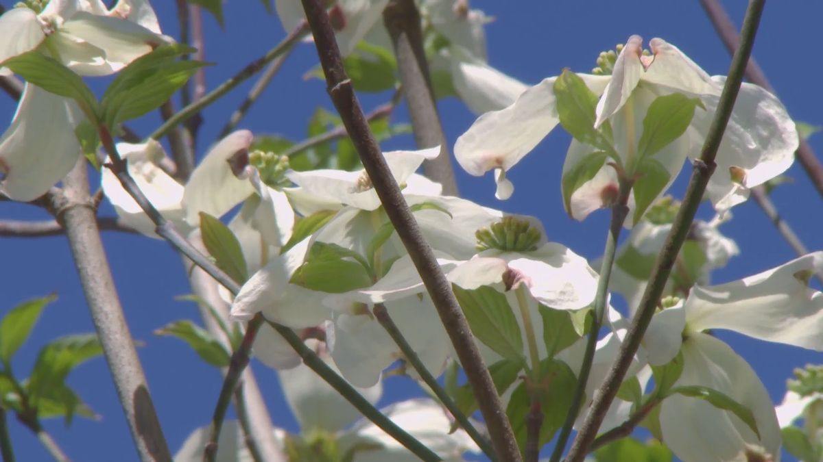 deco 694 cornejo florido consejo decoracion