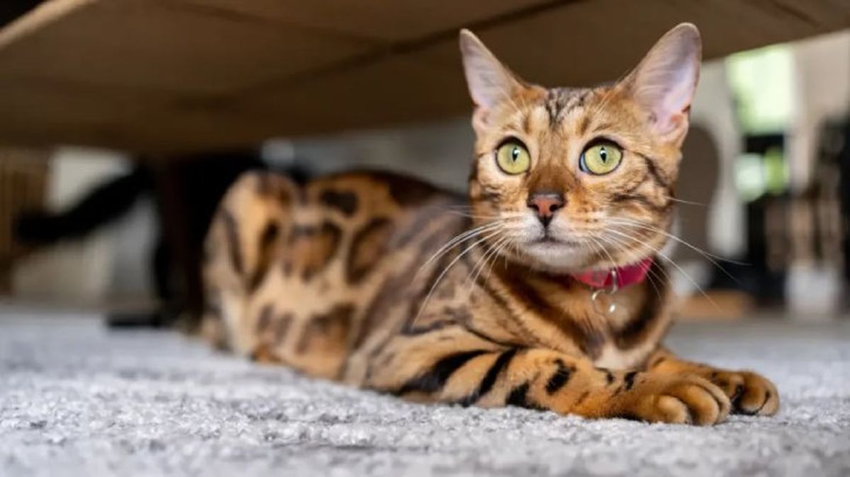 vacunas para gatos 3