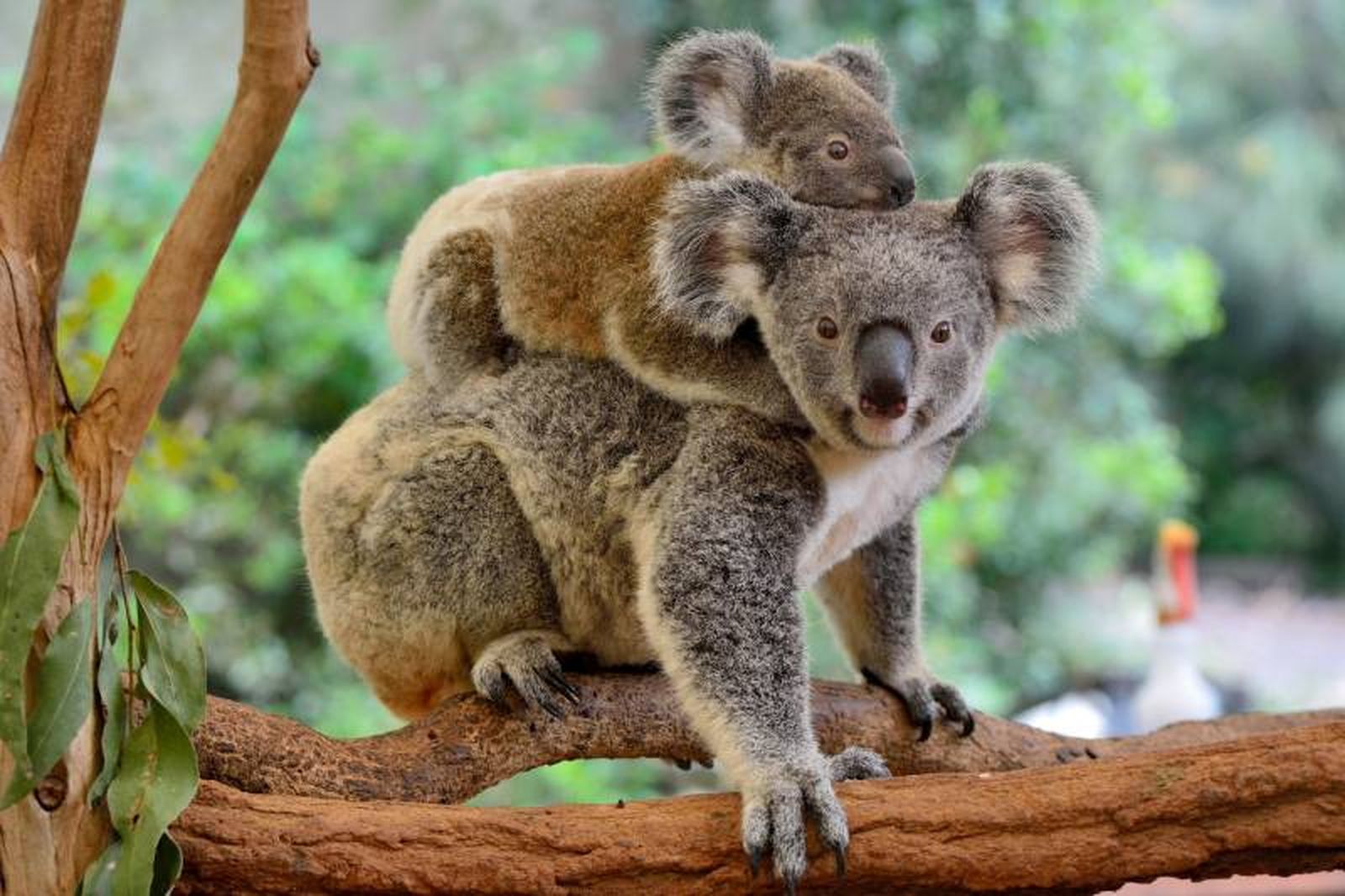 Su desarrollo termina protegido dentro en un órgano conocido como marsupio Su desarrollo termina protegido dentro en un órgano conocido como marsupio