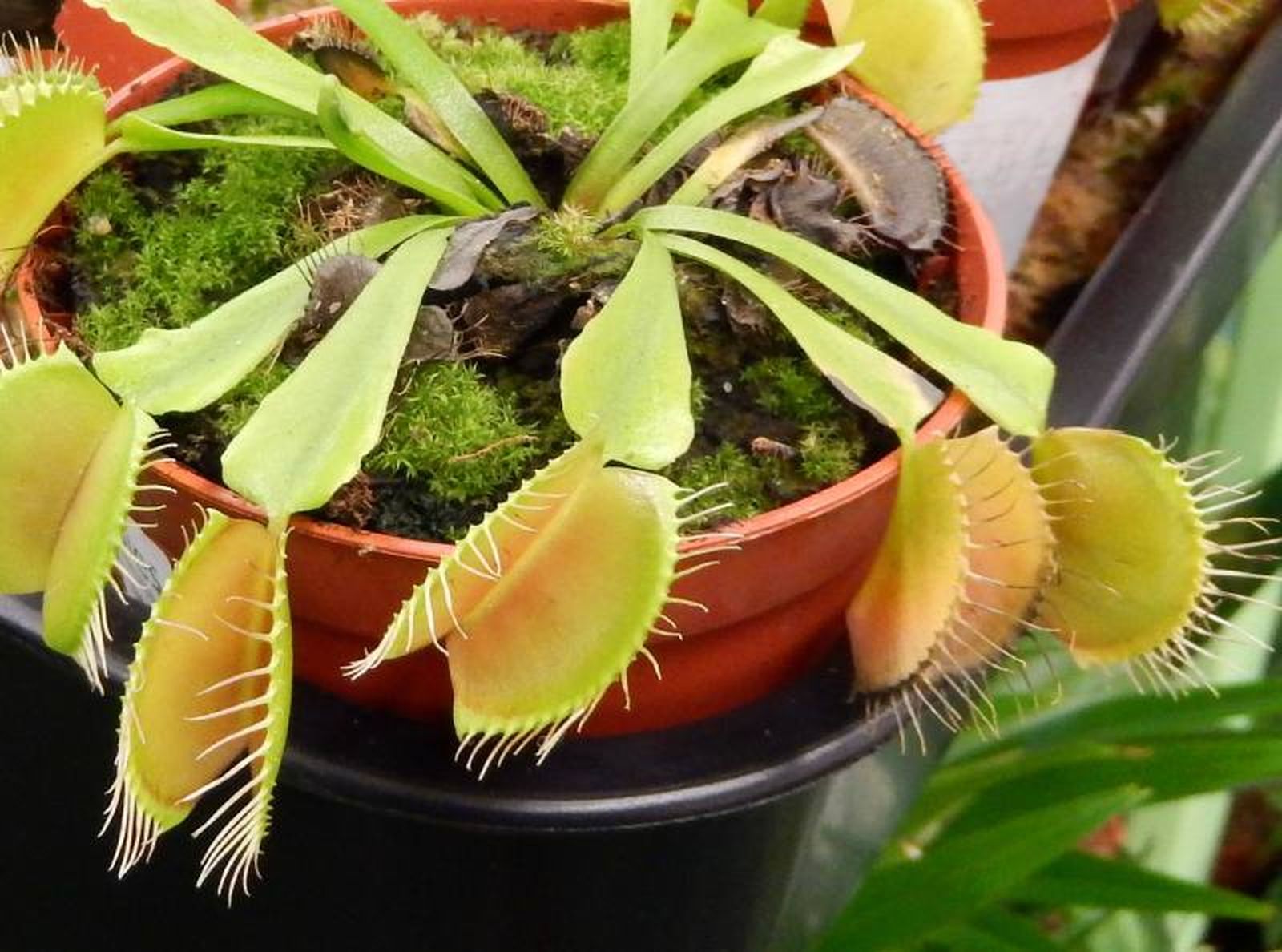 Venus atrapamoscas Venus atrapamoscas