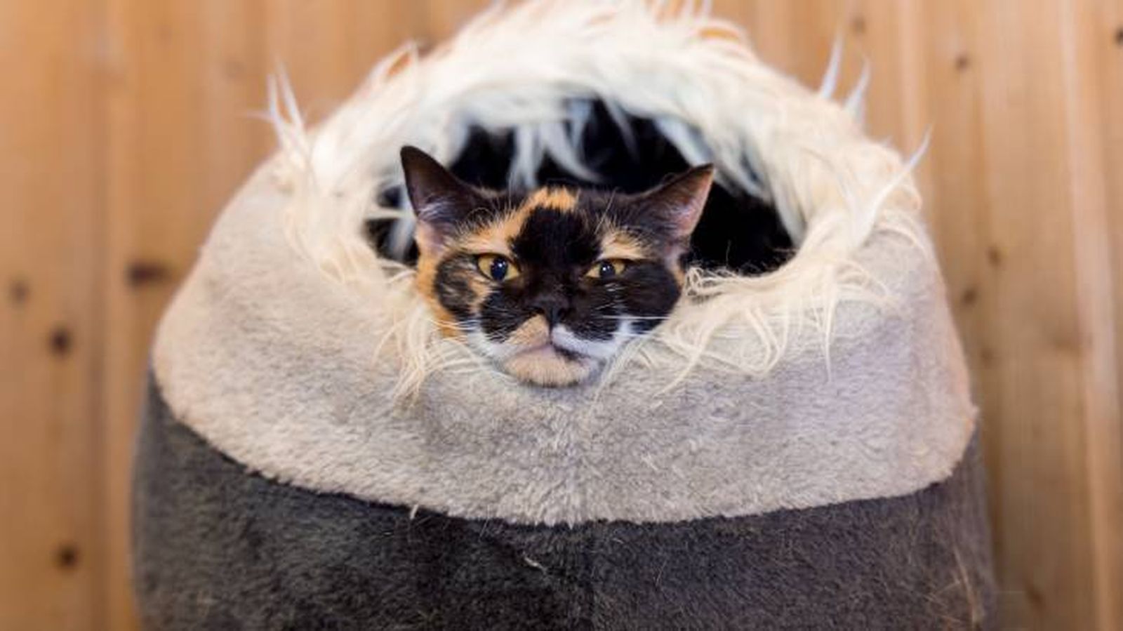 como elegir cama para mascotas gato como elegir cama para mascotas gato