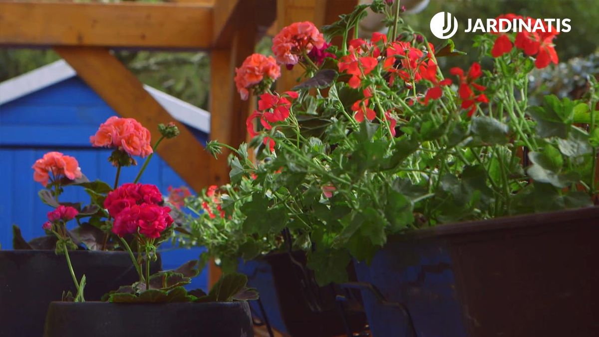 brico 0907 3 geranios para balcon xl