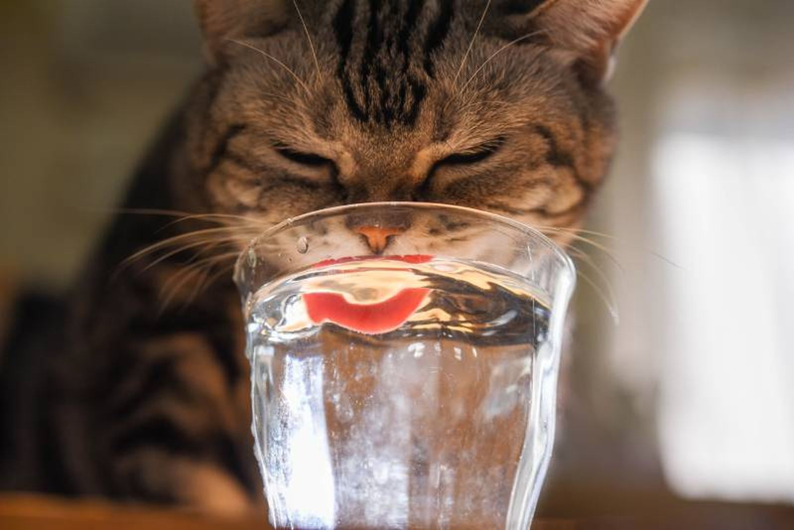 Coloca varios recipientes de agua por toda la casa para que su disponibilidad sea más sencilla. Coloca varios recipientes de agua por toda la casa para que su disponibilidad sea más sencilla.