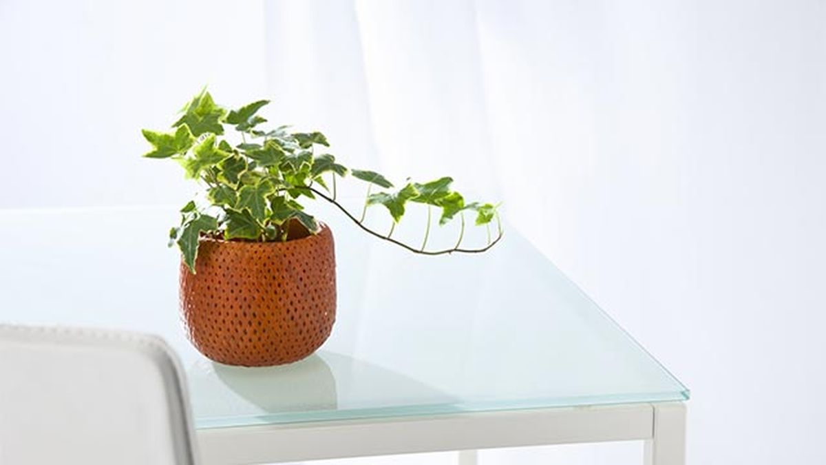 La hiedra cuenta con un elegante porte colgante