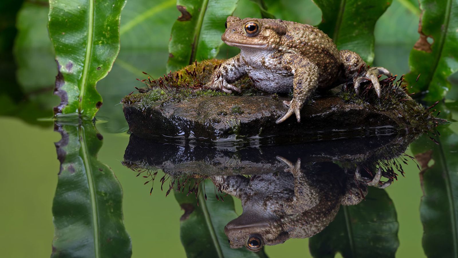 Sapo Bufo Habitat Sapo Bufo Habitat