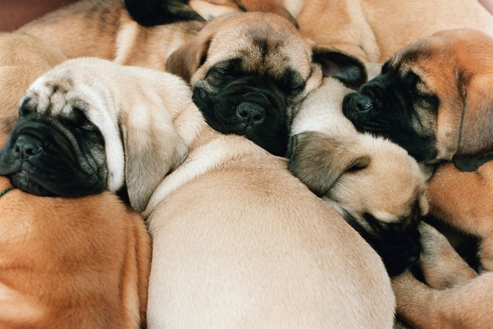 cachorros trafico ilegal c