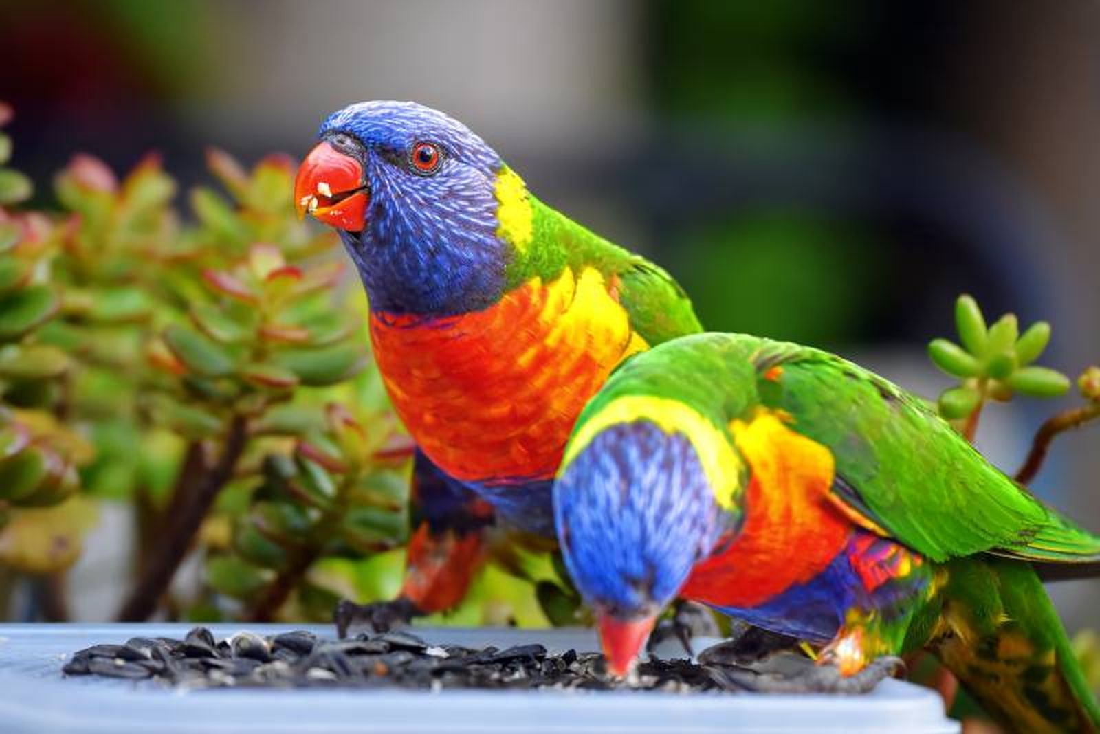 El Lori Arcoiris se caracteriza por tener todos los colores del arco iris en su brillante plumaje, El Lori Arcoiris se caracteriza por tener todos los colores del arco iris en su brillante plumaje,