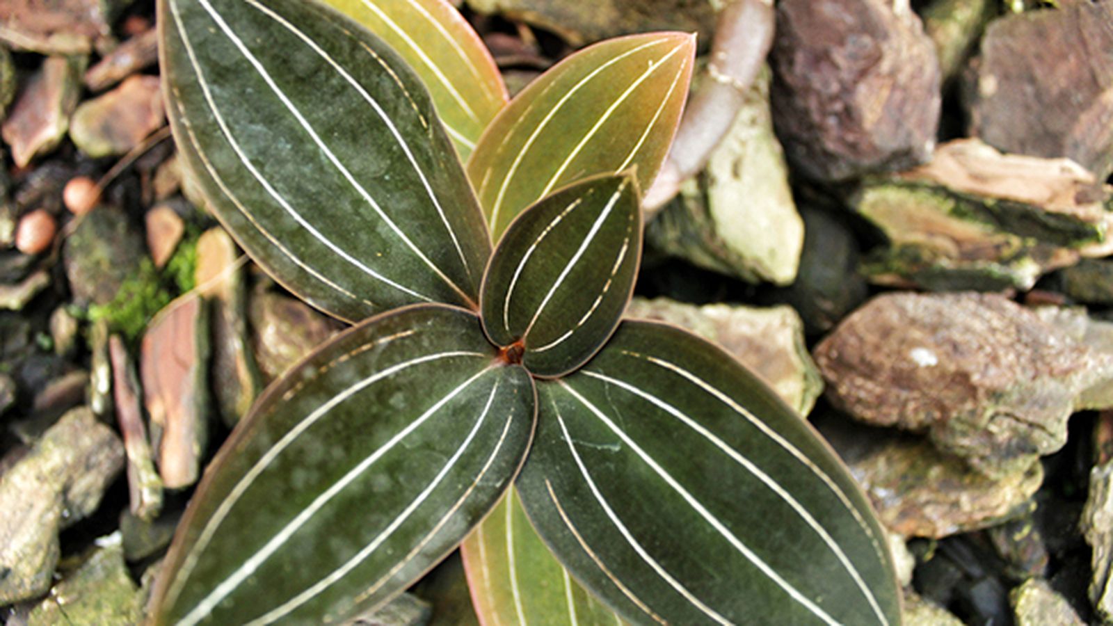 Ludisia discolor planta de interior pequena Ludisia discolor planta de interior pequena