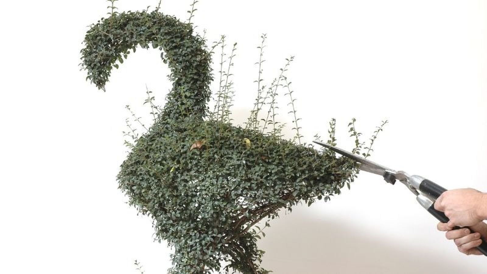 Aligustre con forma de flamenco