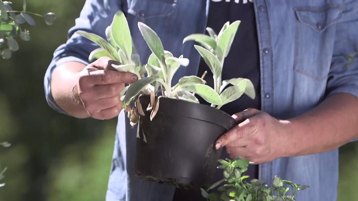 966 composicion Eucalyptus gunnii Stachys byzantina