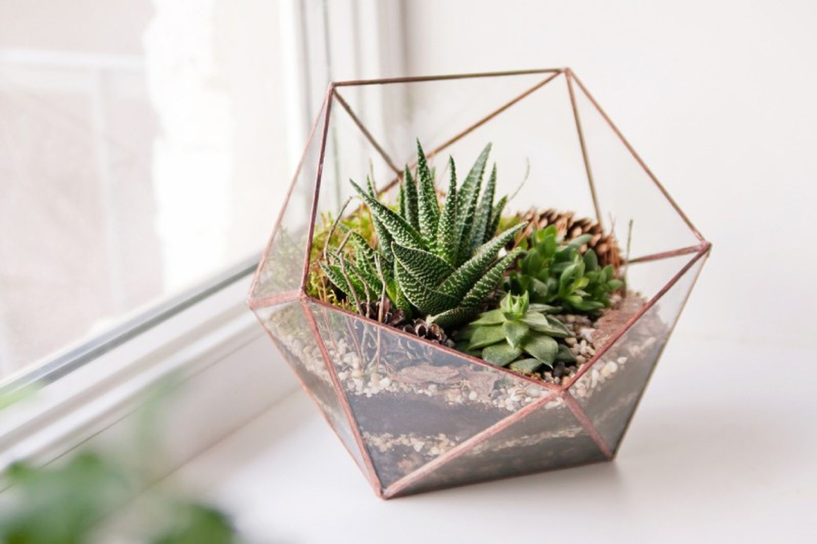 Un terrario es un regalo único para los amantes de las plantas en miniatura Un terrario es un regalo único para los amantes de las plantas en miniatura