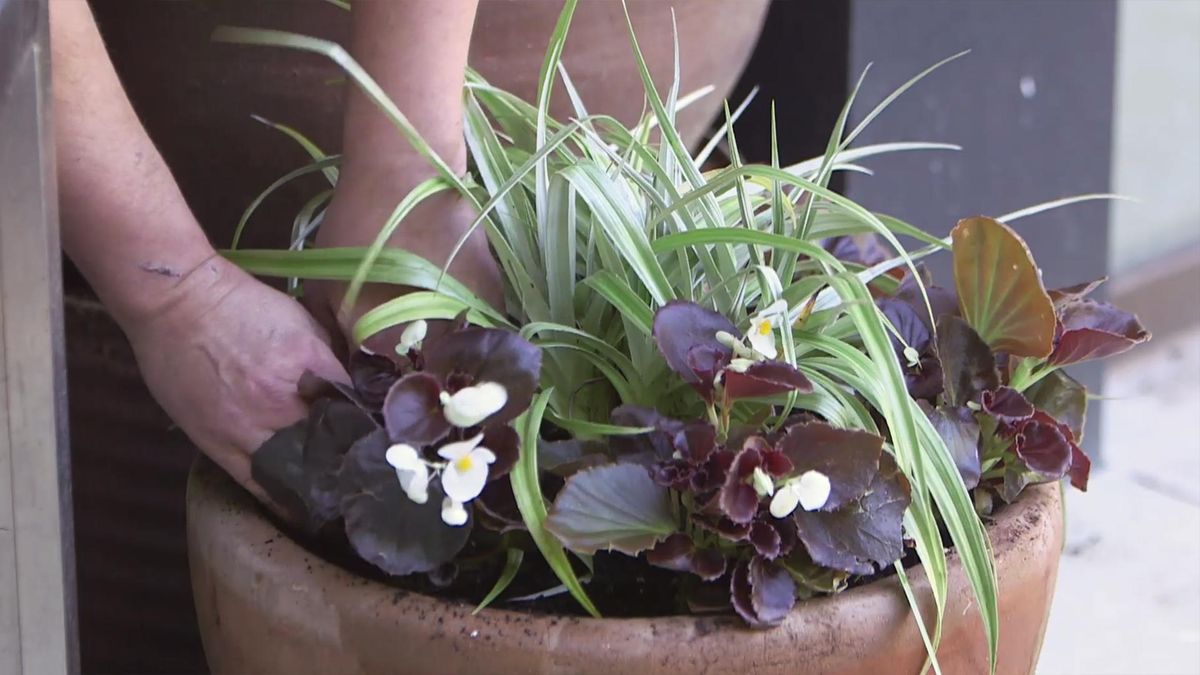 955 bricomania jardineria composicion astelia begonia