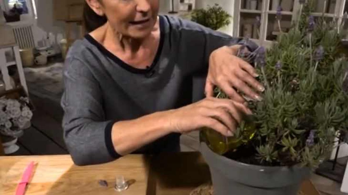 Aceite de oliva para nutrirla la planta de lavanda