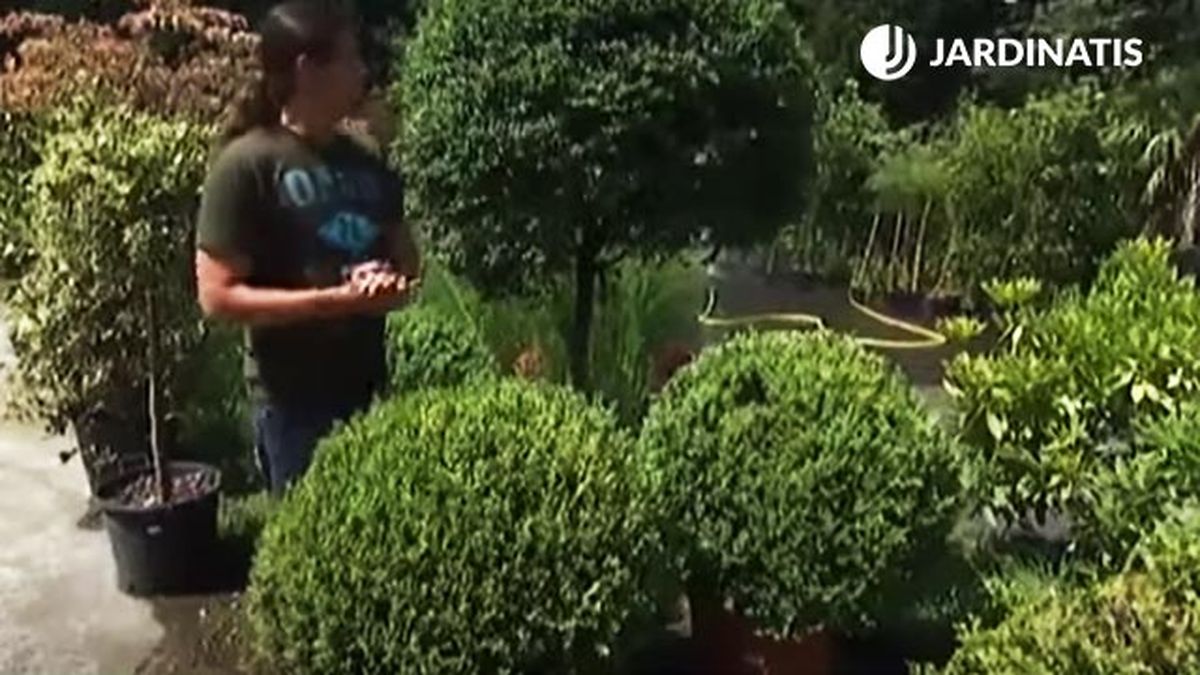 arbustos para arte topiario deco