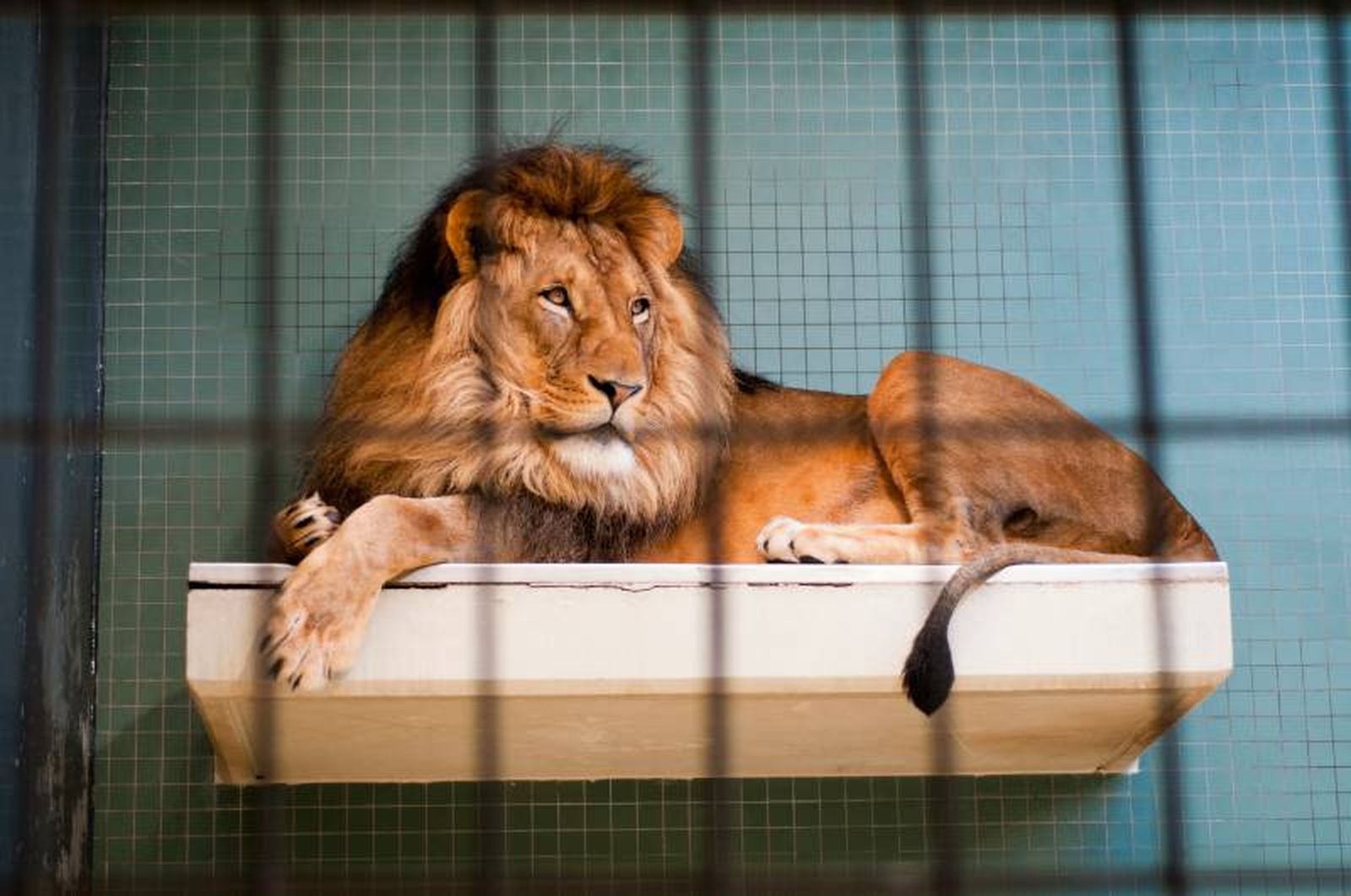 Un león que vive en un zoológico, aunque veamos que tiene cierta libertad de movimiento, vive en la misma jaula que un canario. Un león que vive en un zoológico, aunque veamos que tiene cierta libertad de movimiento, vive en la misma jaula que un canario.