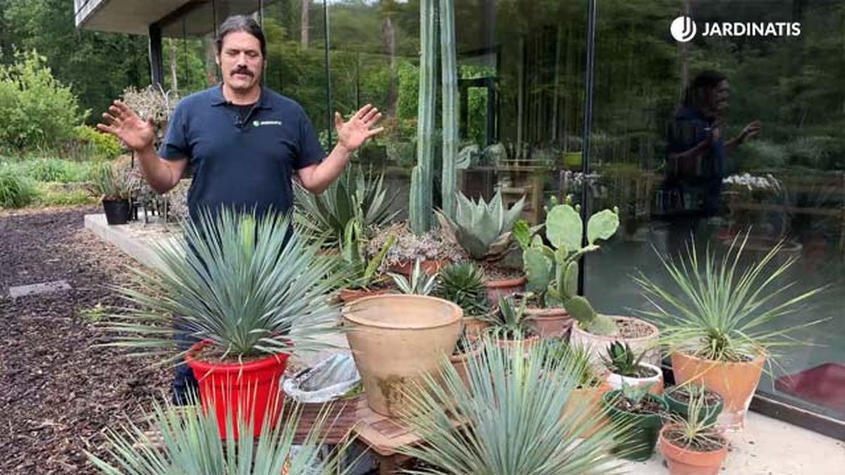 flor yucca hojas forma redonda jardinatis 22 19