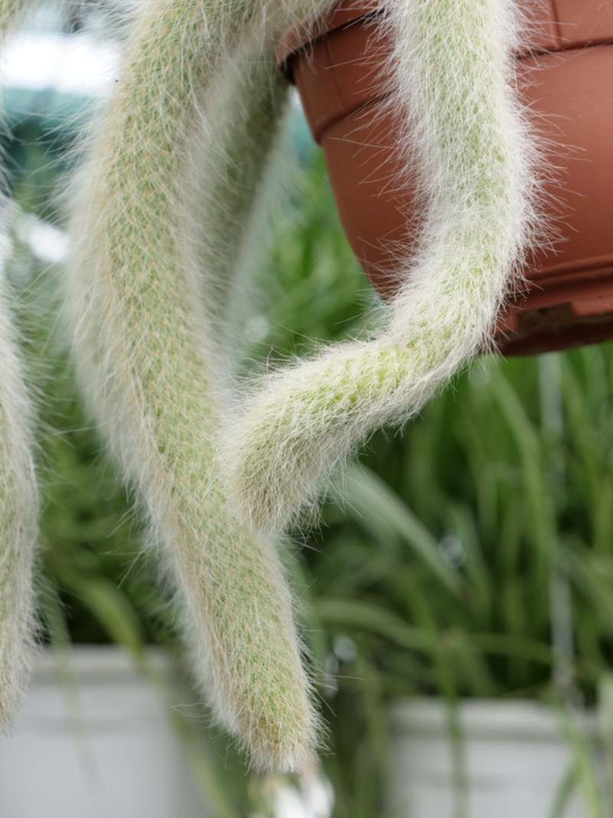 Hildewintera colademononis.