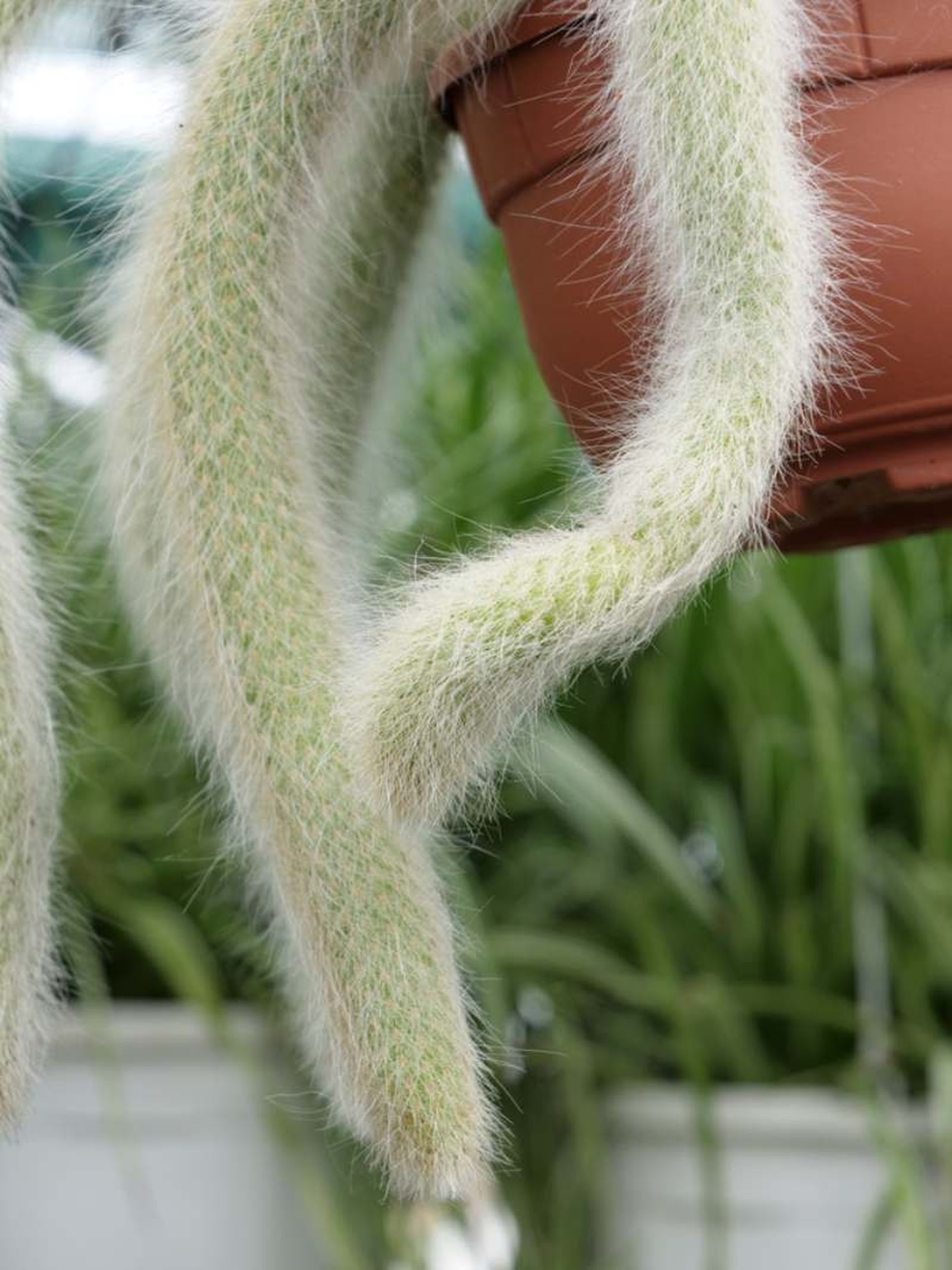 Hildewintera colademononis.