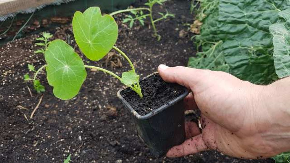 plantula de capuchina