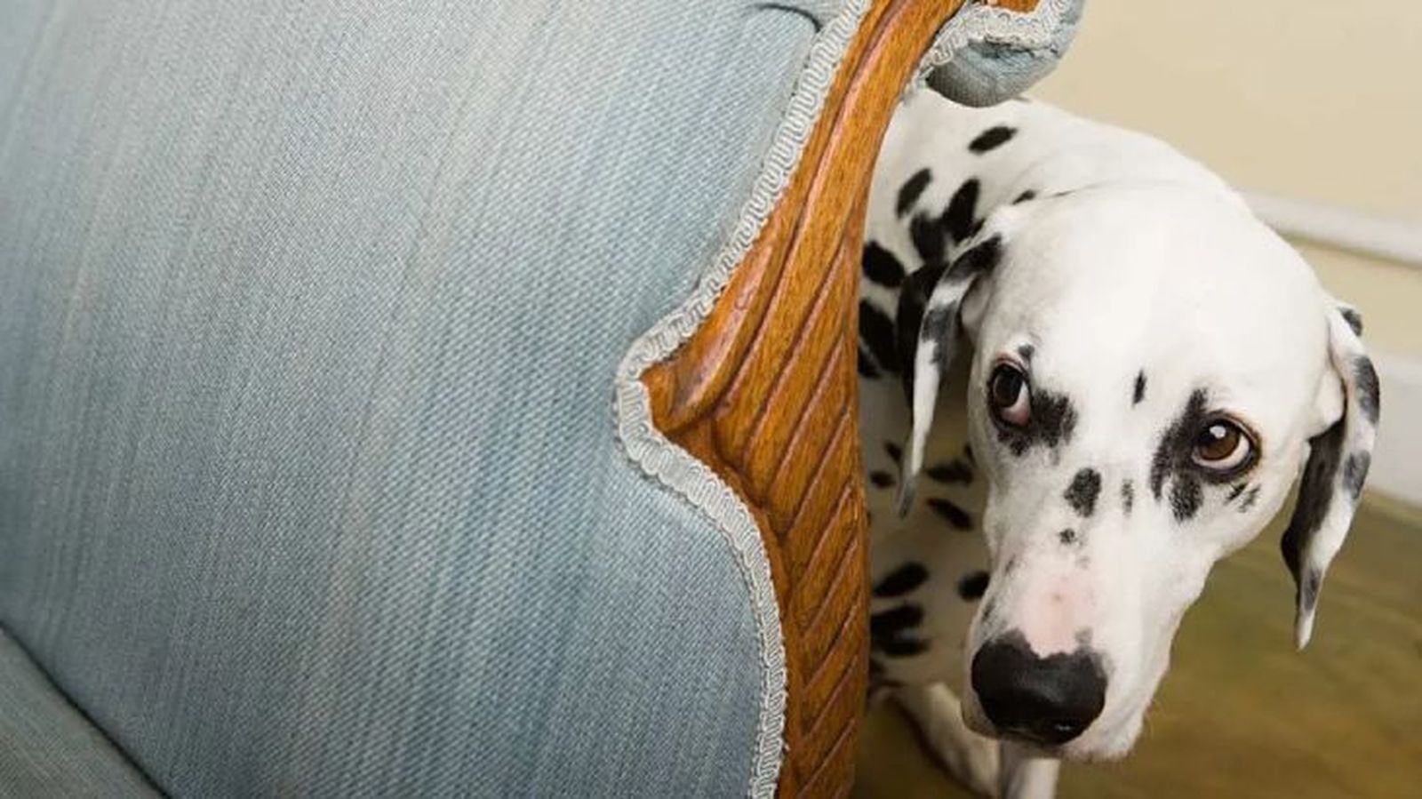 Si tu perro se esconde, no intentes hacerle salir a la fuerza. Si tu perro se esconde, no intentes hacerle salir a la fuerza.