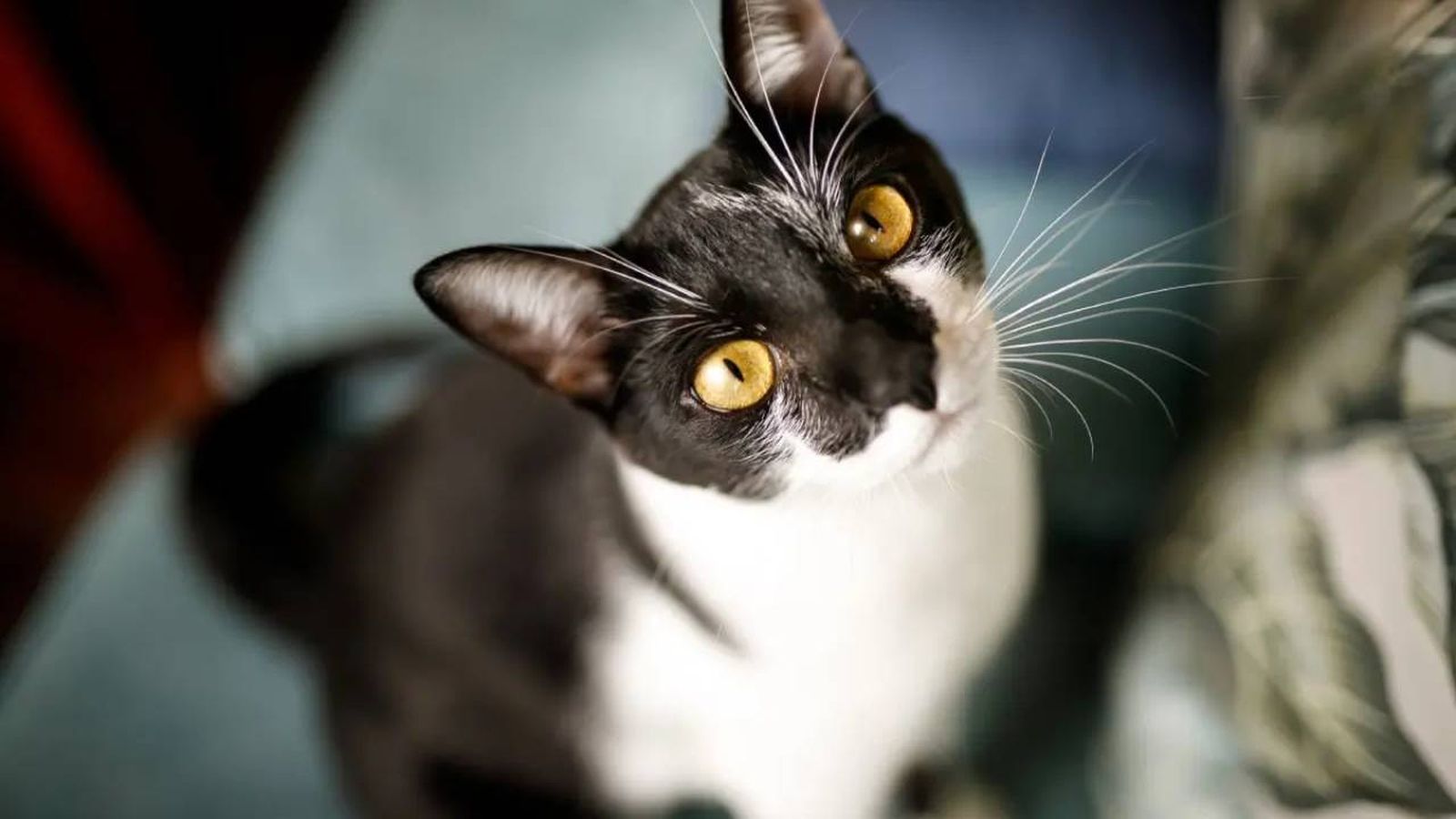 feromonas para gatos 2 (1)