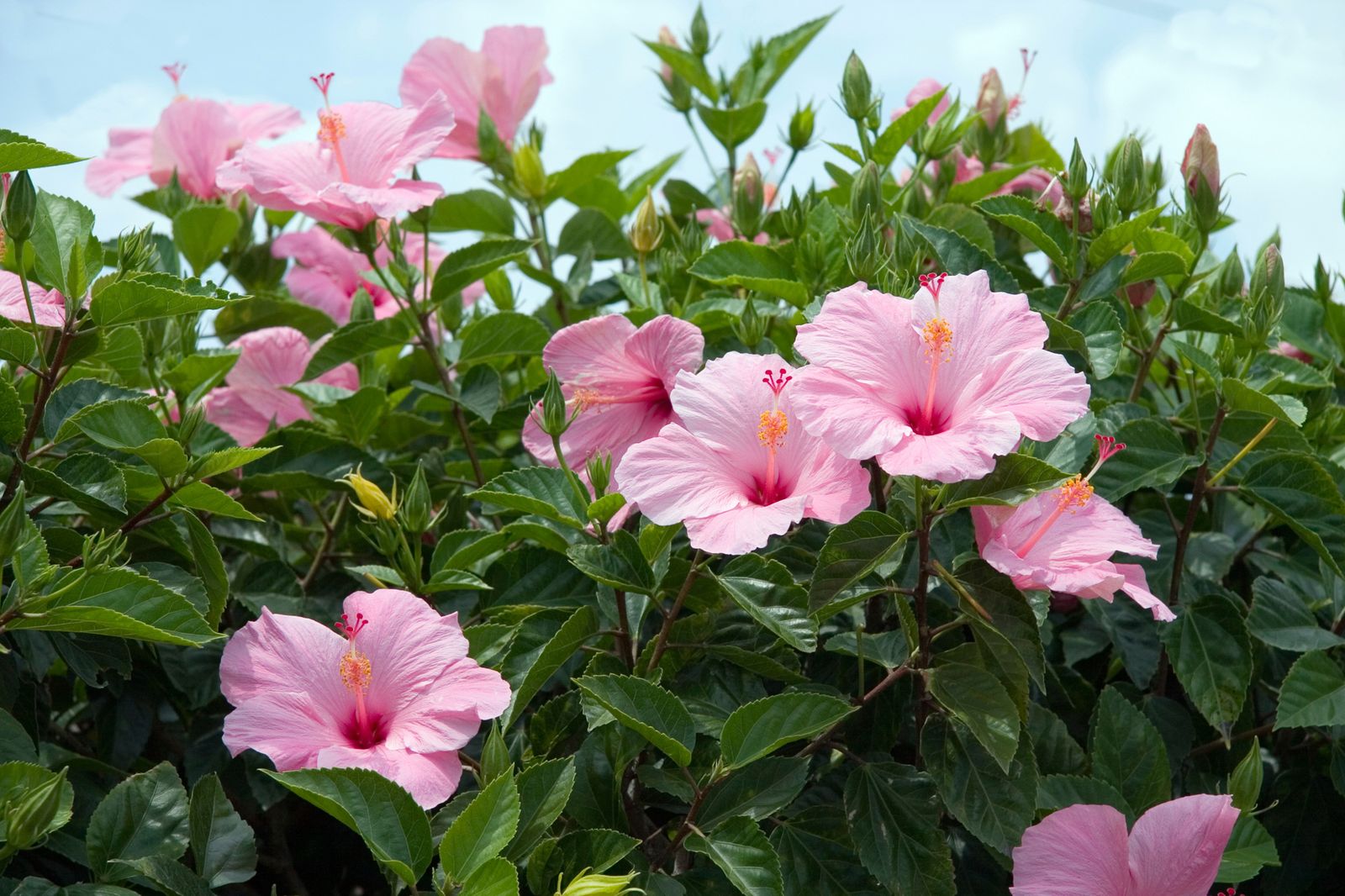 hibisco xl