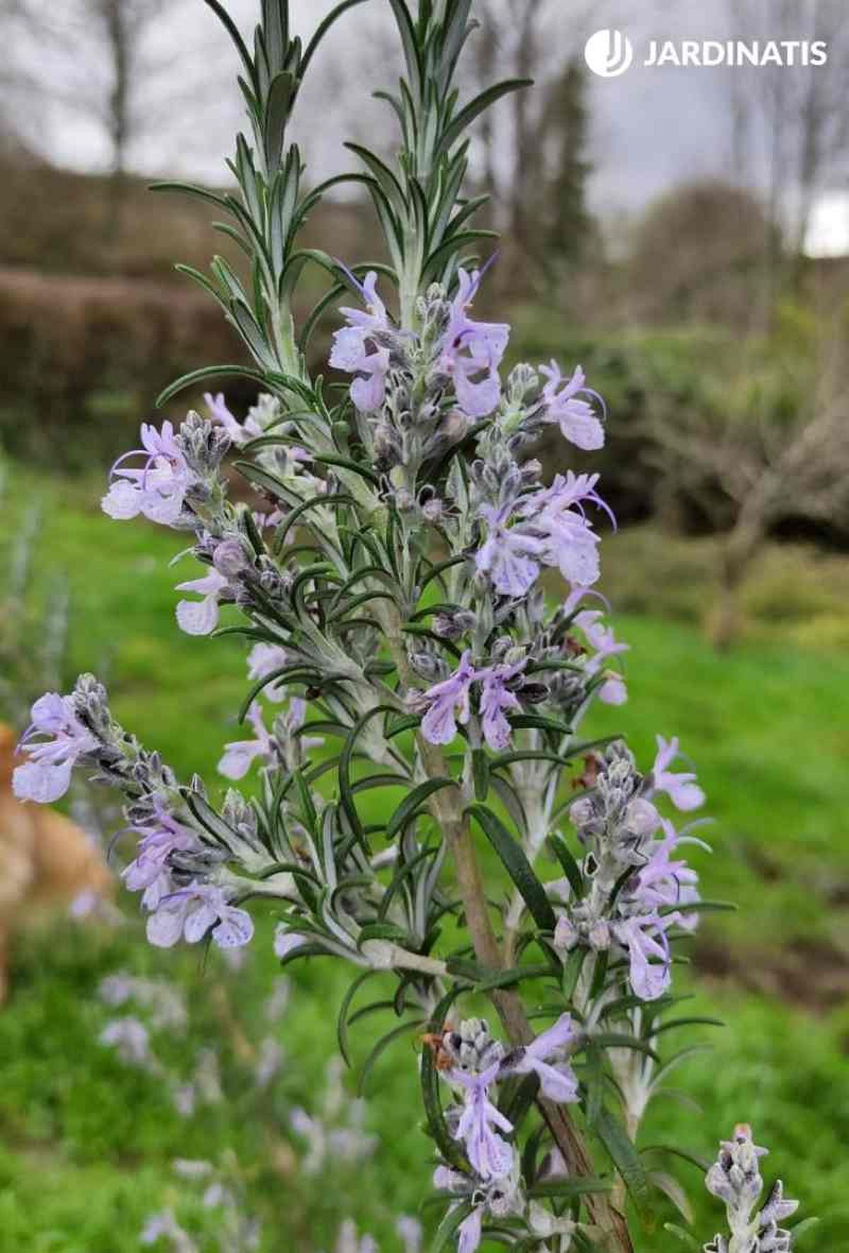La Salvia rosmarinus es una planta melífera