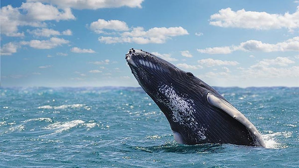 ballena azul