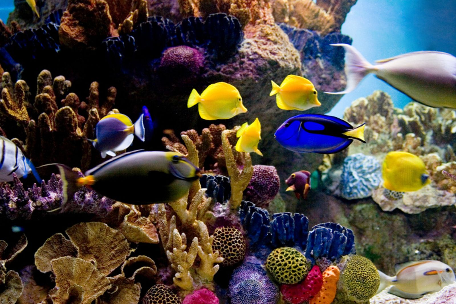 Acuario para peces tropicales de agua salada Acuario para peces tropicales de agua salada
