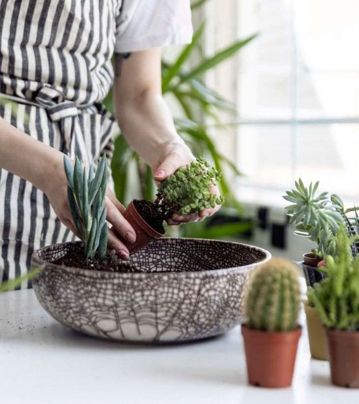 trasplante cactus suculentas