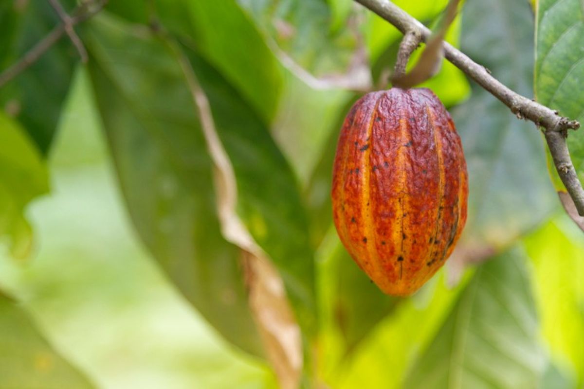 Fruto de la planta de cacao