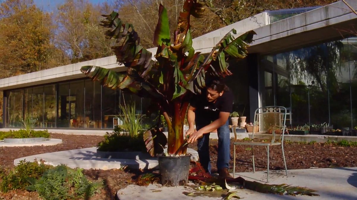 BRICO_JARDIN_857_Falso banano rojo proteger frio