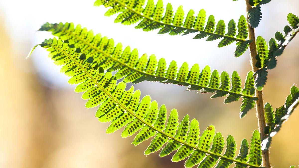 Dryopteris filix mas