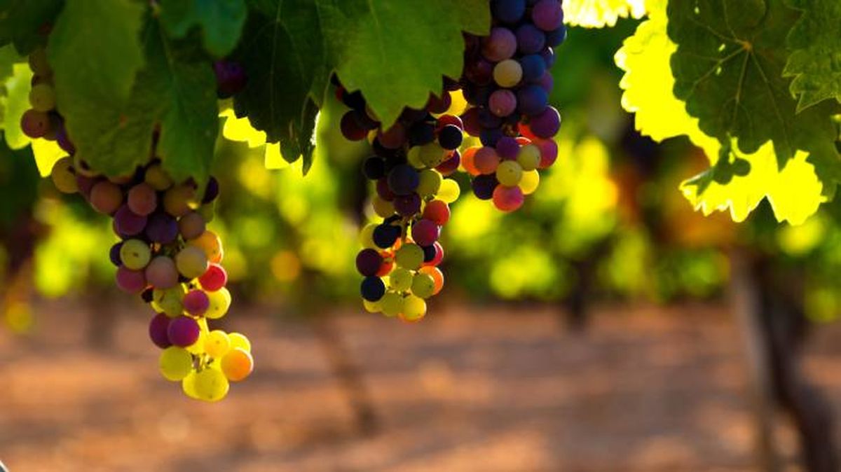 los gatos pueden comer uvas 6