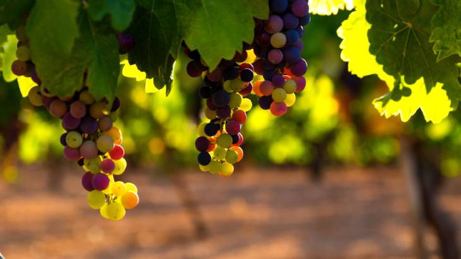 los gatos pueden comer uvas 6 los gatos pueden comer uvas 6
