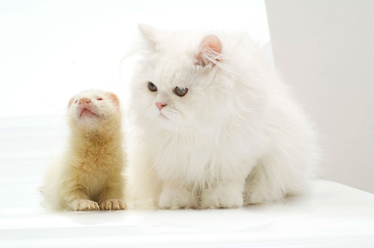 convivencia gato huron