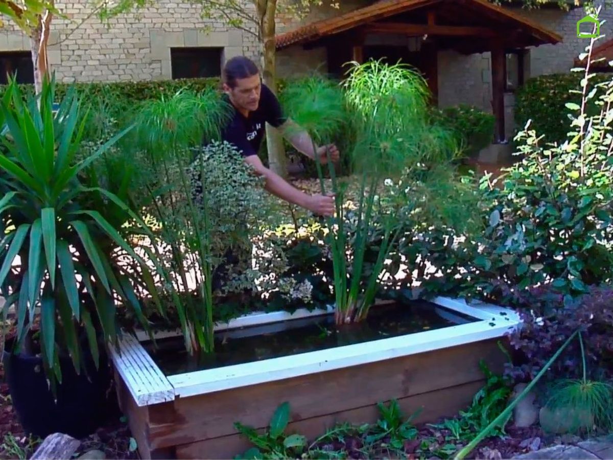 Papiro en un estanque.
