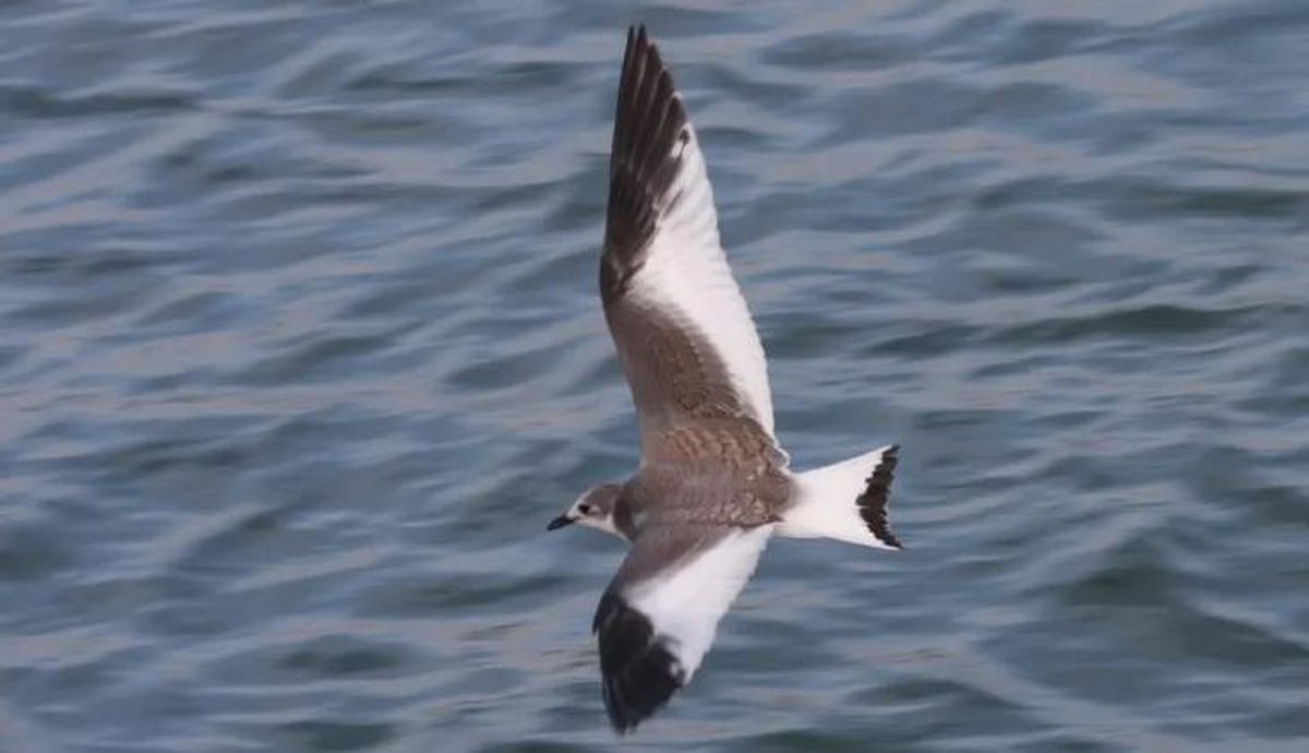 animales que empiezan por x xema sabini