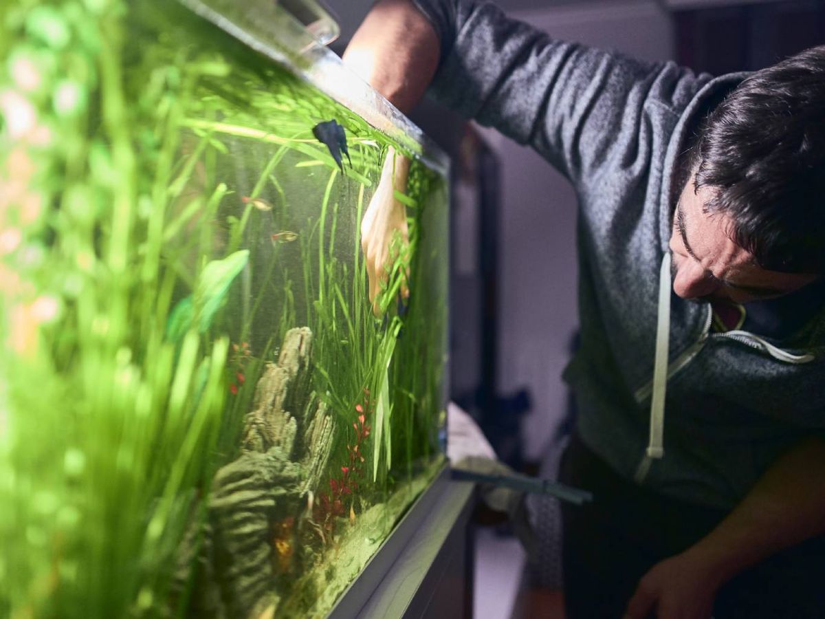 Sitúa el acuario en un lugar donde no reciba luz solar de manera directa.