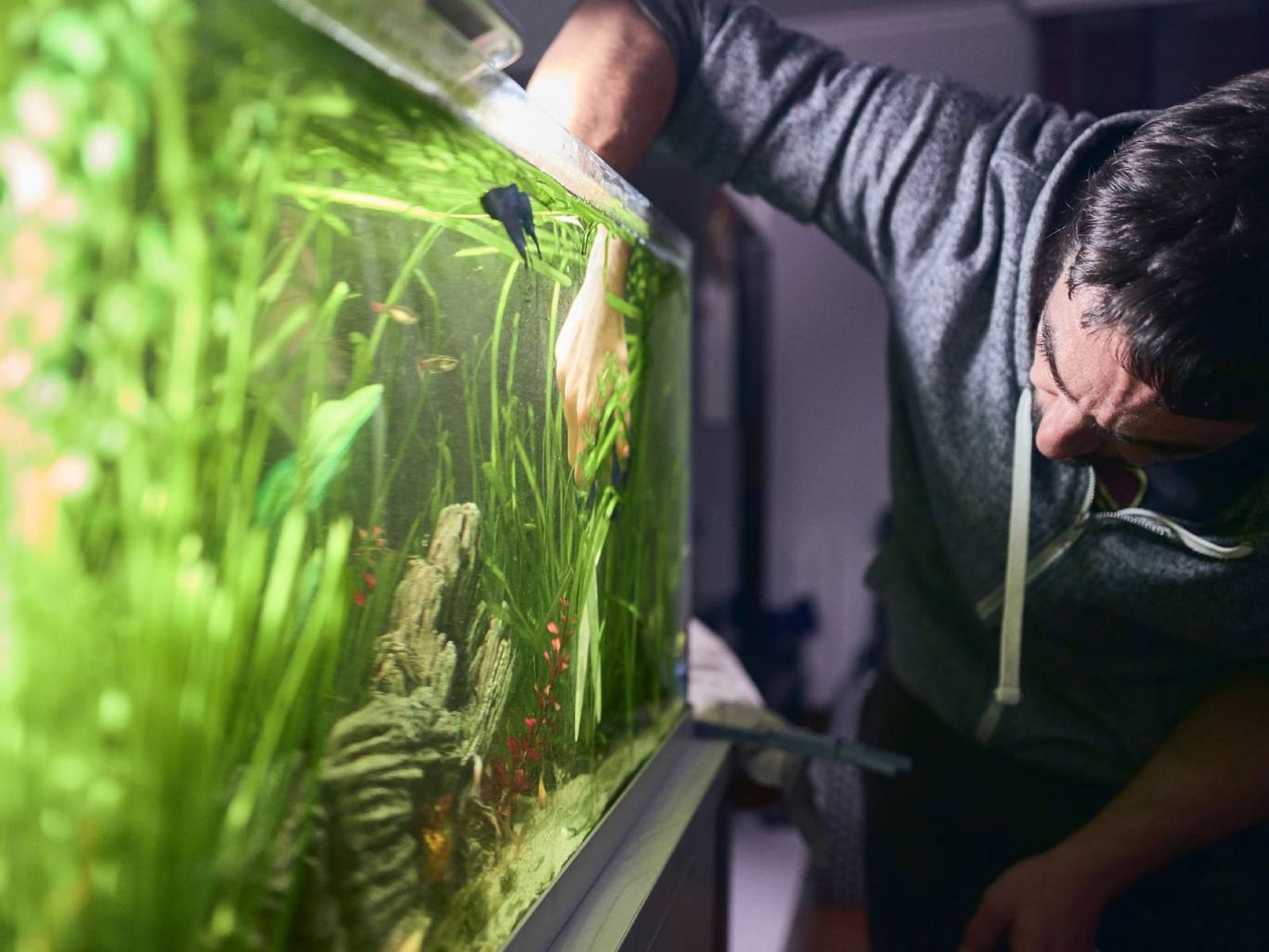 Sitúa el acuario en un lugar donde no reciba luz solar de manera directa. Sitúa el acuario en un lugar donde no reciba luz solar de manera directa.