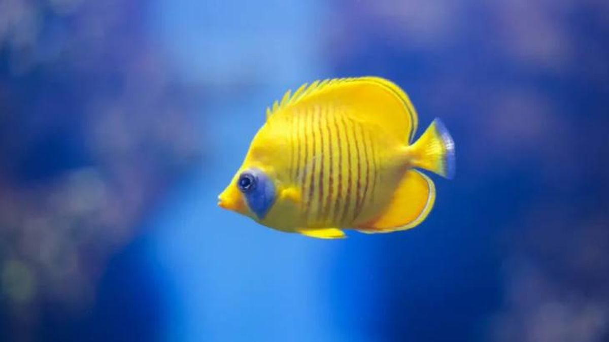 nombres para peces 4