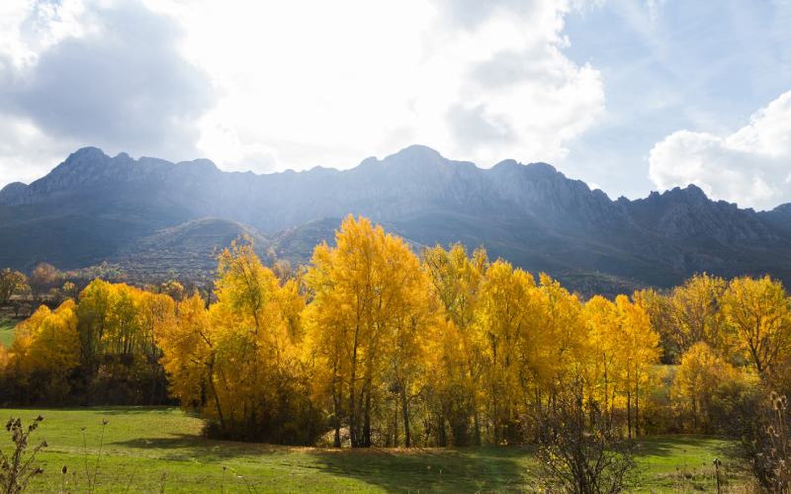 Populus alba. Populus alba.